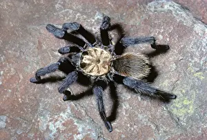 Tarantulas: Desert Tarantula