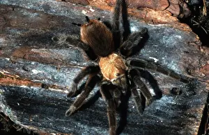 Aphonopelma: Desert Tarantula