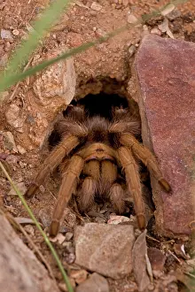 270222: Desert Tarantula (Aphonopelma spp.) - Sonoran Desert- Arizon