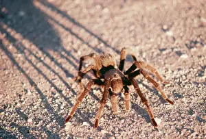 Brid: Desert Tarantula / Bird-eating Spider