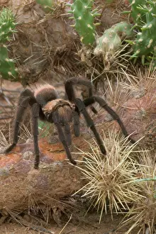 Aphonopelma: Desert Tarantula / Bird-eating Spider - Venomous