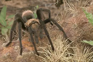 Ventures: Desert Tarantula / Bird-eating Spider - Venomous