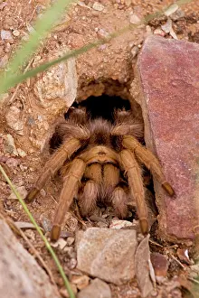 Aphonopelma: Desert Tarantula - Emerging from hole in ground