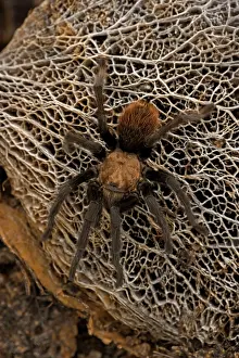 Urticating: Desert Tarantula - venomous-urticating hairs on