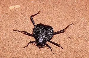 Namibian: DESERT TENEBRIONID BEETLE