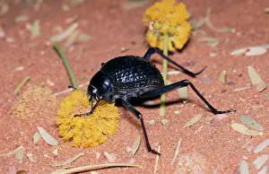 Globosa: Desert Tenebrionid / Long-legged Beetle - feeding