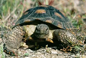 Agassizi: Desert TORTOISE