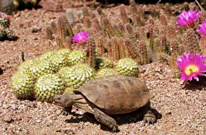 Agassizii: Desert Tortoise
