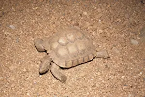 Gopherus: DESERT TORTOISE