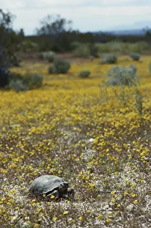 Chrysostoma: Desert Tortoise