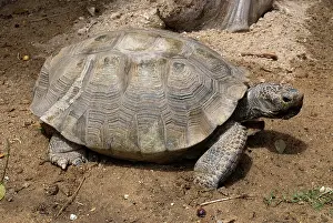 Agassizii: Desert Tortoise