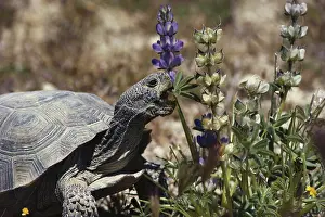 Testudinidae: Desert Tortoise