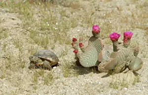 Opuntia: Desert Tortoise