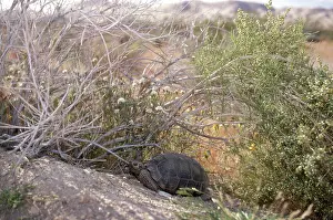 Testudinidae: Desert Tortoise
