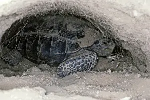 Agassizii: Desert tortoise