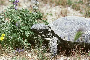 Lupines: Desert tortoise