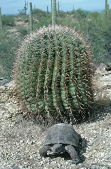 Sonora: Desert Tortoise, Arizona