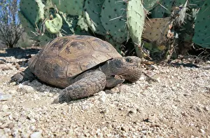Sonora: Desert Tortoise, Arizona