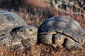 Chelonian: Desert Tortoise Courtship