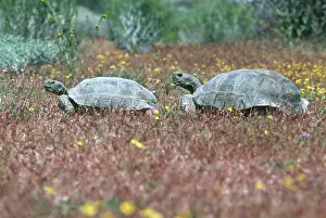 Pursuing: Desert Tortoise Courtship