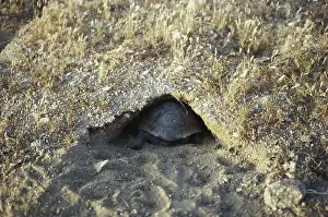 Agassizii: Desert Tortoise in Den