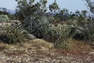 Testudinidae: Desert Tortoise at Den