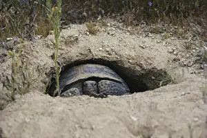 Testudinidae: Desert Tortoise in Den
