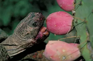 Agassizii: Desert Tortoise - eating fruit of pricky pear cactus