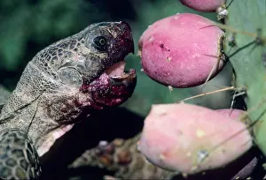 Agassizii: Desert Tortoise - eating fruit of pricky pear cactus