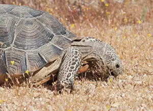 Droppings: Desert tortoise eating scat