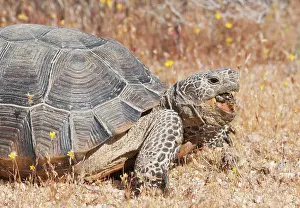 Droppings: Desert tortoise eating scat