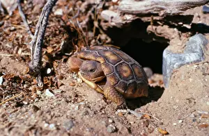 Gopherus: Desert Tortoise - juvenile leaving burrow