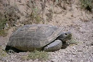 Gopherus: Desert Tortoise - large adult
