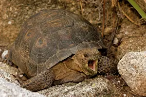 Agassizii: Desert Tortoise - With mouth open