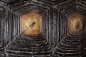 Tortoiseshell: Desert Tortoise Shell