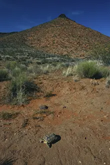 Agassizii: Desert Tortoise in Utah