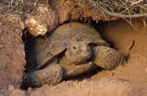Agassizii: Desert Tortoise, Utah