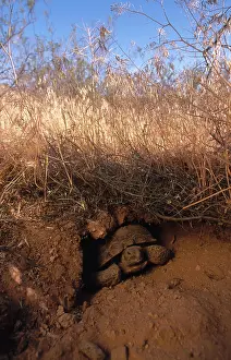 Agassizii: Desert Tortoise, Utah