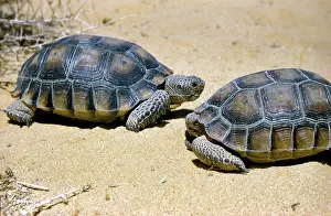Agassizii: Desert Tortoises