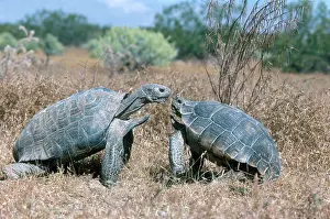 Mohave: Desert Tortoises