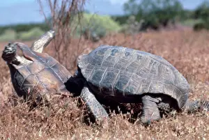 Mohave: Desert Tortoises
