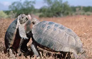 Mohave: Desert Tortoises