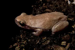 Rubella: Desert Tree Frog