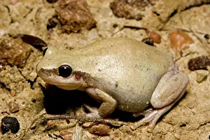 Rubella: Desert tree frog