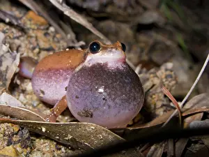 Litoria: Desert Tree Frog