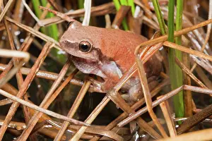 Litoria: Desert Tree-frog