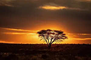 Kimberley: Desert with tree at sunset, near Kimberley, South