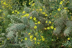 Gracilis: Desert Vine - with Fishhook Barrel Cactus (Ferocactus