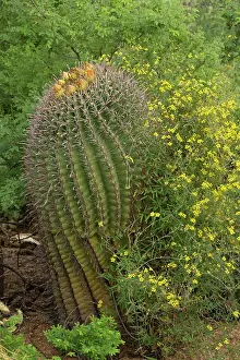 Gracilis: Desert Vine - with Fishhook Barrel Cactus (Ferocactus