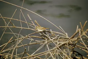 Maureen Brown: Desert Warbler - resting at the top of a dead treeSS